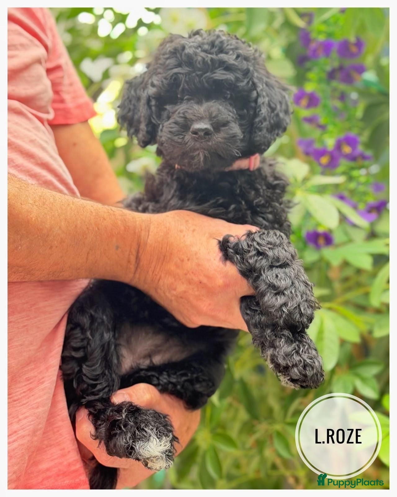 Goldendoodle honden Goldendoodle pup met een hart van goud  - Advertentie 1