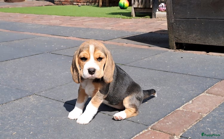 Beagle honden - Advertentie 1