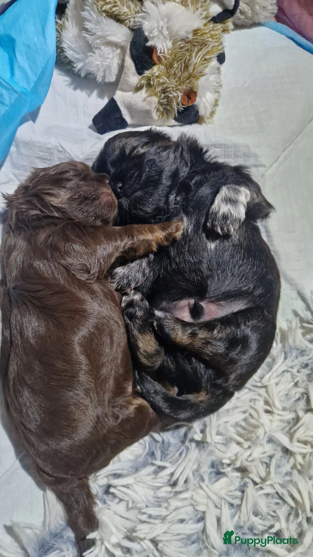 Shih Tzu honden te koop: Mooie shih tzu pups - Advertentie 4