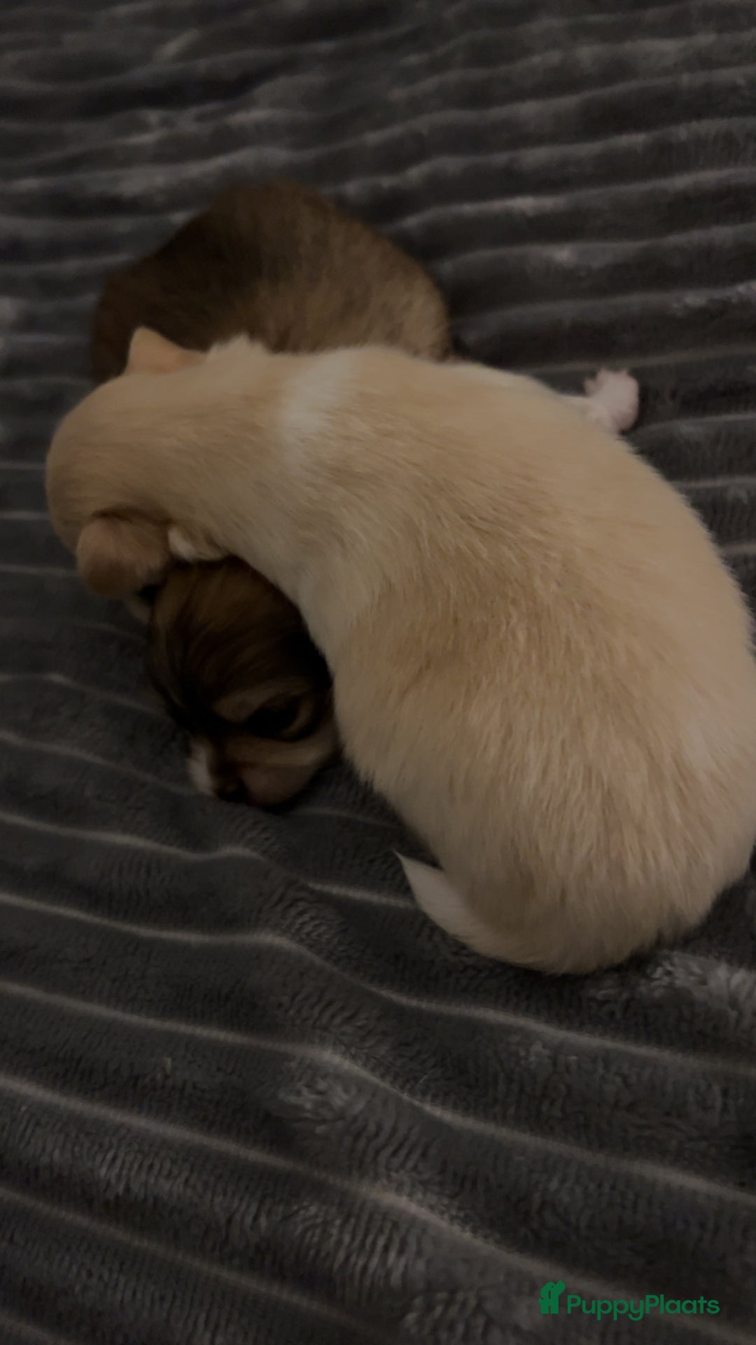 Galerij afbeelding {{count}}