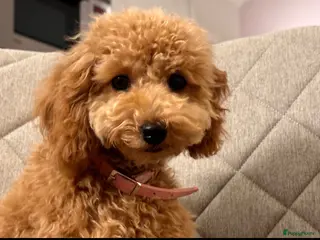 Poedel Toy honden Toy Poedel Teefje Apricot/8 Maanden - Advertentie 5