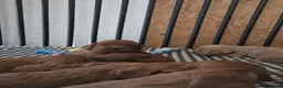 Cockapoo honden te koop: Cockapoo pups beschikbaar  - Advertentie 5