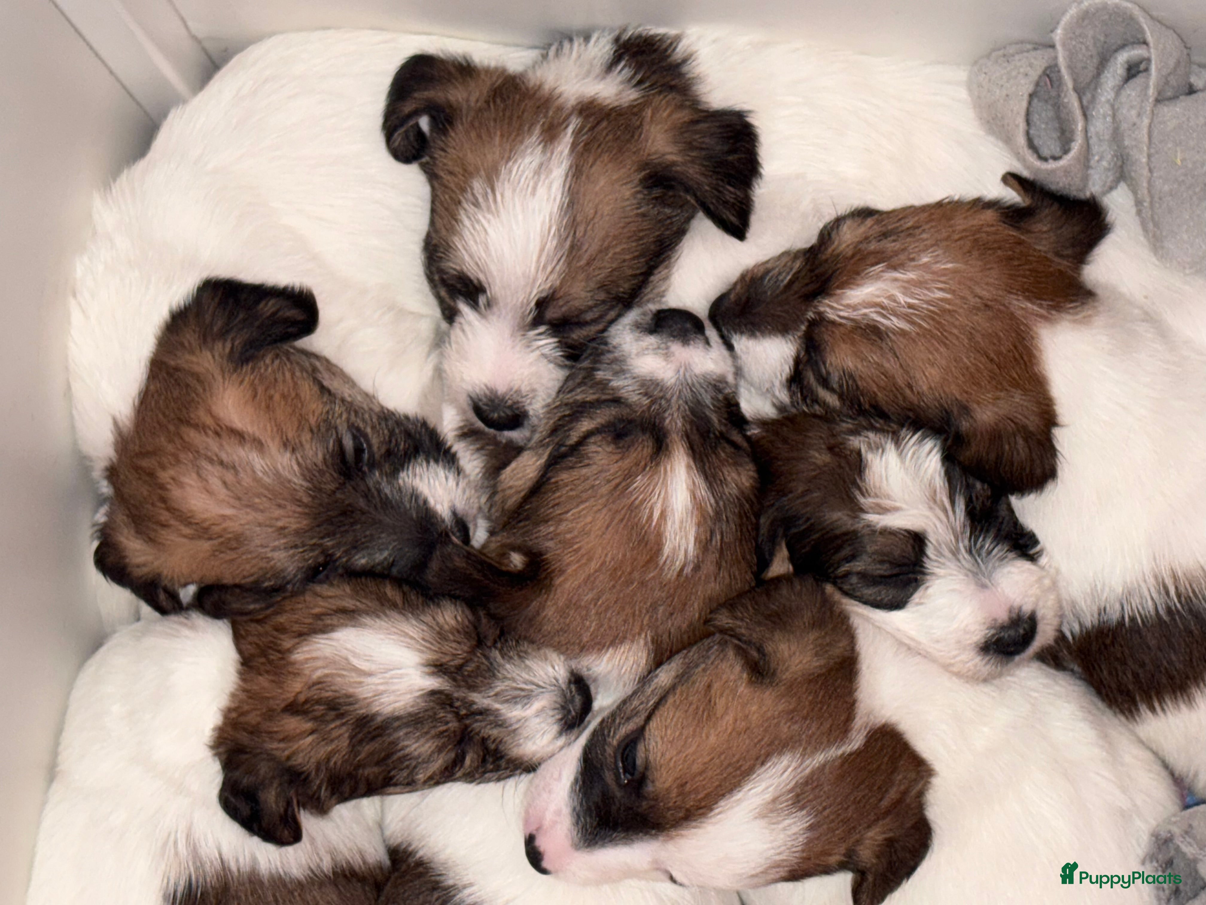 Jack Russel Terriër honden Ruwharige Jack Russel pups te koop - Advertentie 2