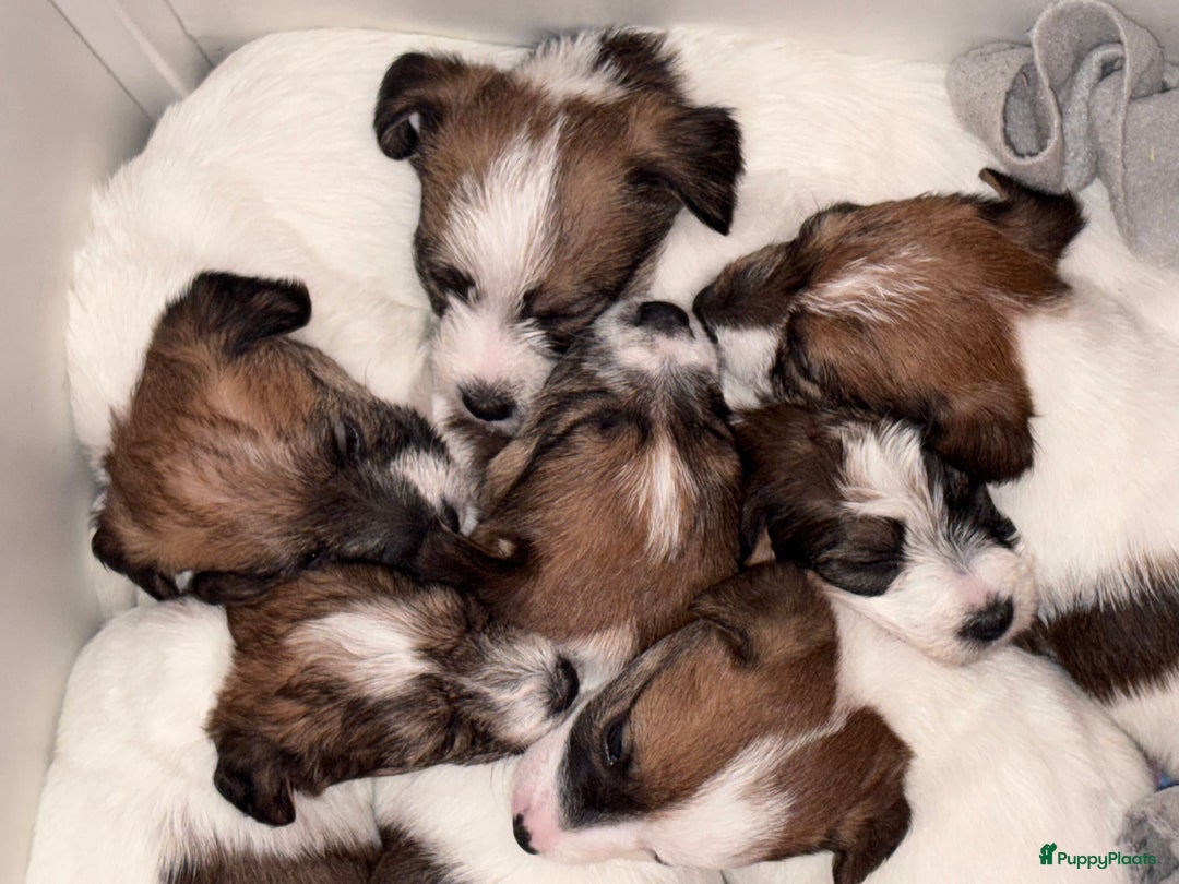 Jack Russel Terriër honden te koop: Ruwharige Jack Russel pups te koop - Advertentie 1
