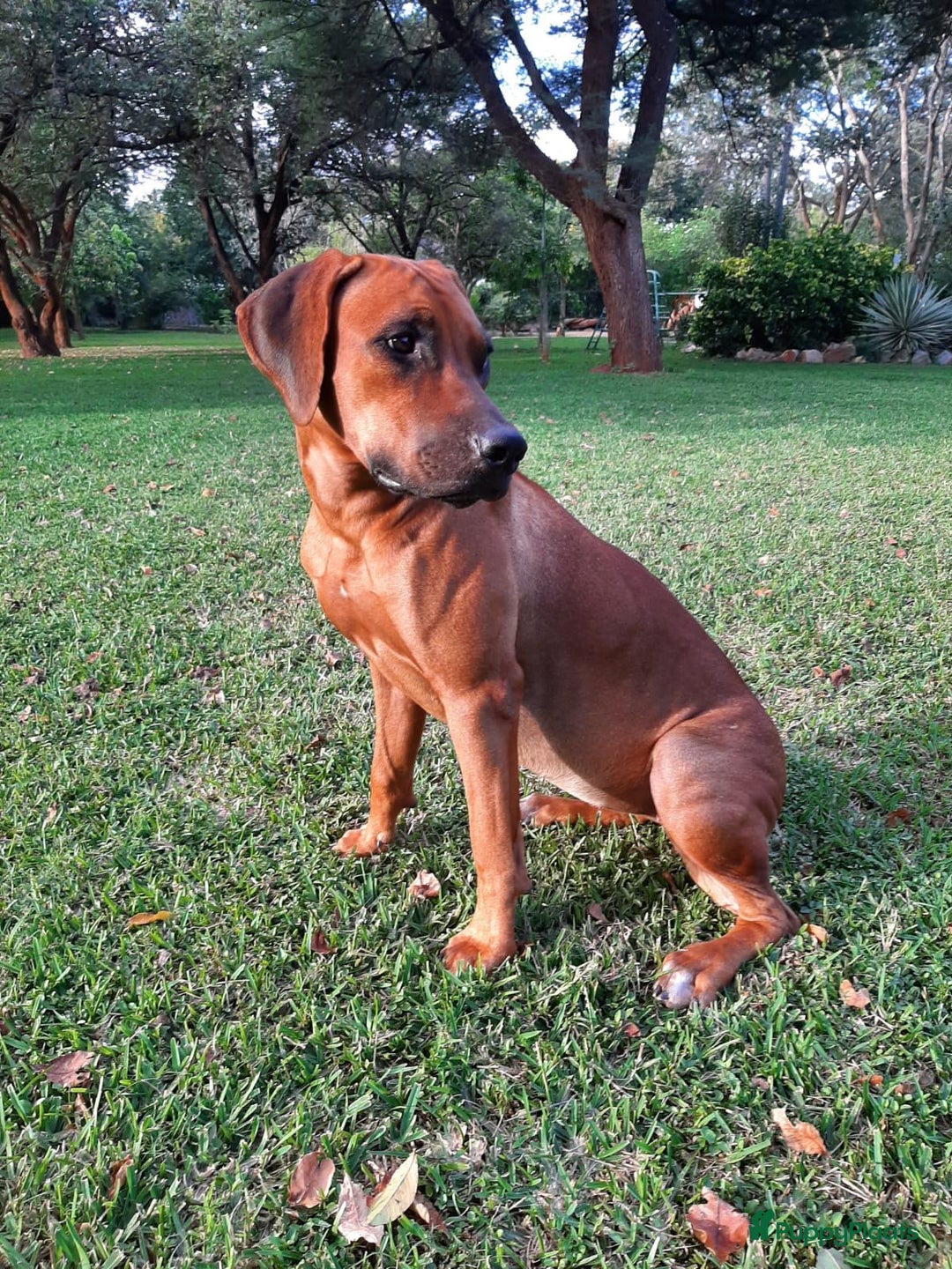 Rhodesian Ridgeback honden te koop: Eenmalig RR nestje-half juni van Keniaanse Teef in Elst - Afbeelding 7