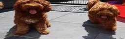 Australian Labradoodle honden te koop: 1 teefje en 3 reutjes Australian labradoodle pups - Advertentie 22