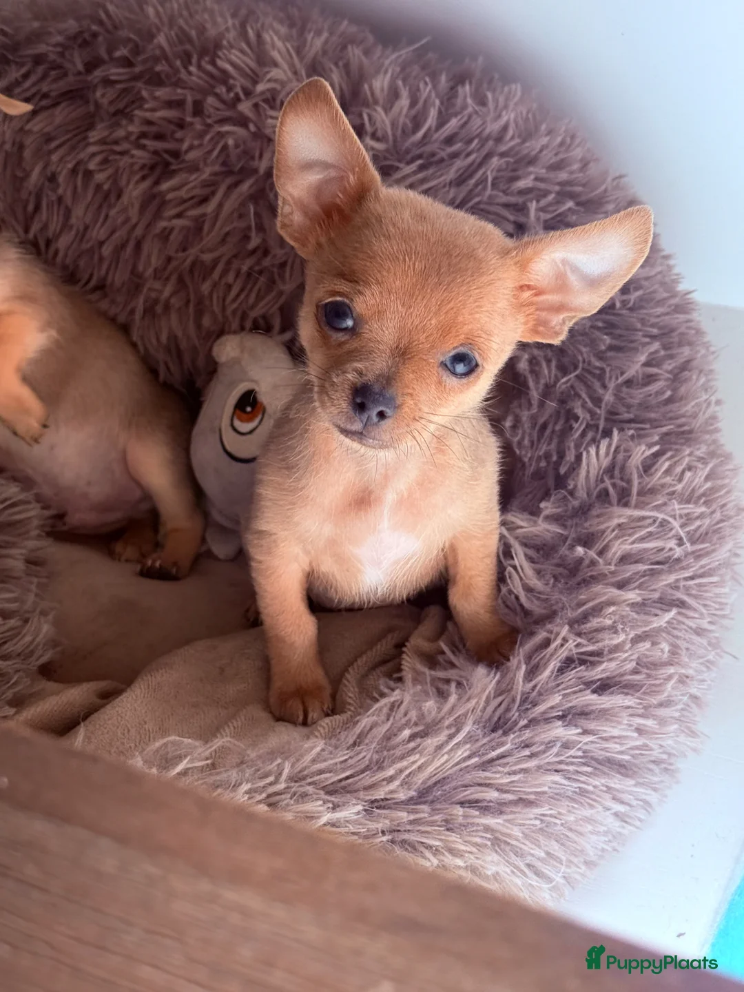 Chihuahua honden te koop: Prachtige chihuahua puppy’s  - Advertentie 1