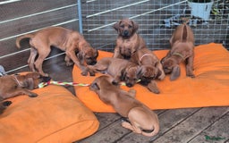 Rhodesian Ridgeback honden te koop: Rhodesian Ridgeback pups in Bentveld - Afbeelding 2