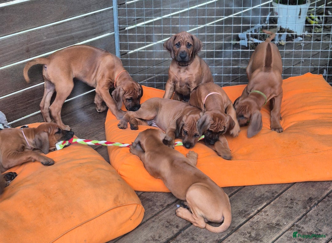 Rhodesian Ridgeback honden te koop: Rhodesian Ridgeback pups in Bentveld - Afbeelding 2