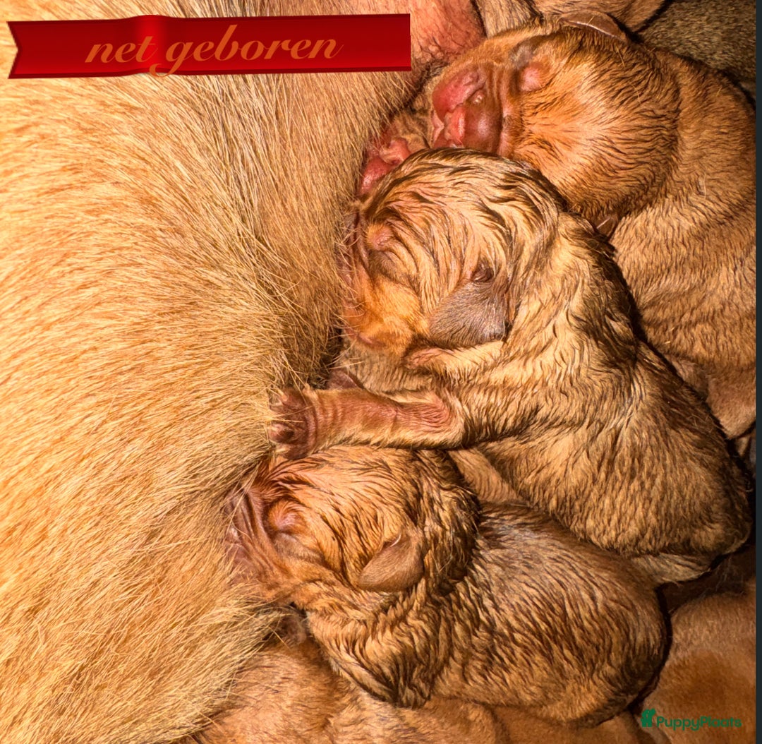 Bordeaux Dog honden te koop: Bordeaux dog pups bordeauxdog  - Advertentie 2