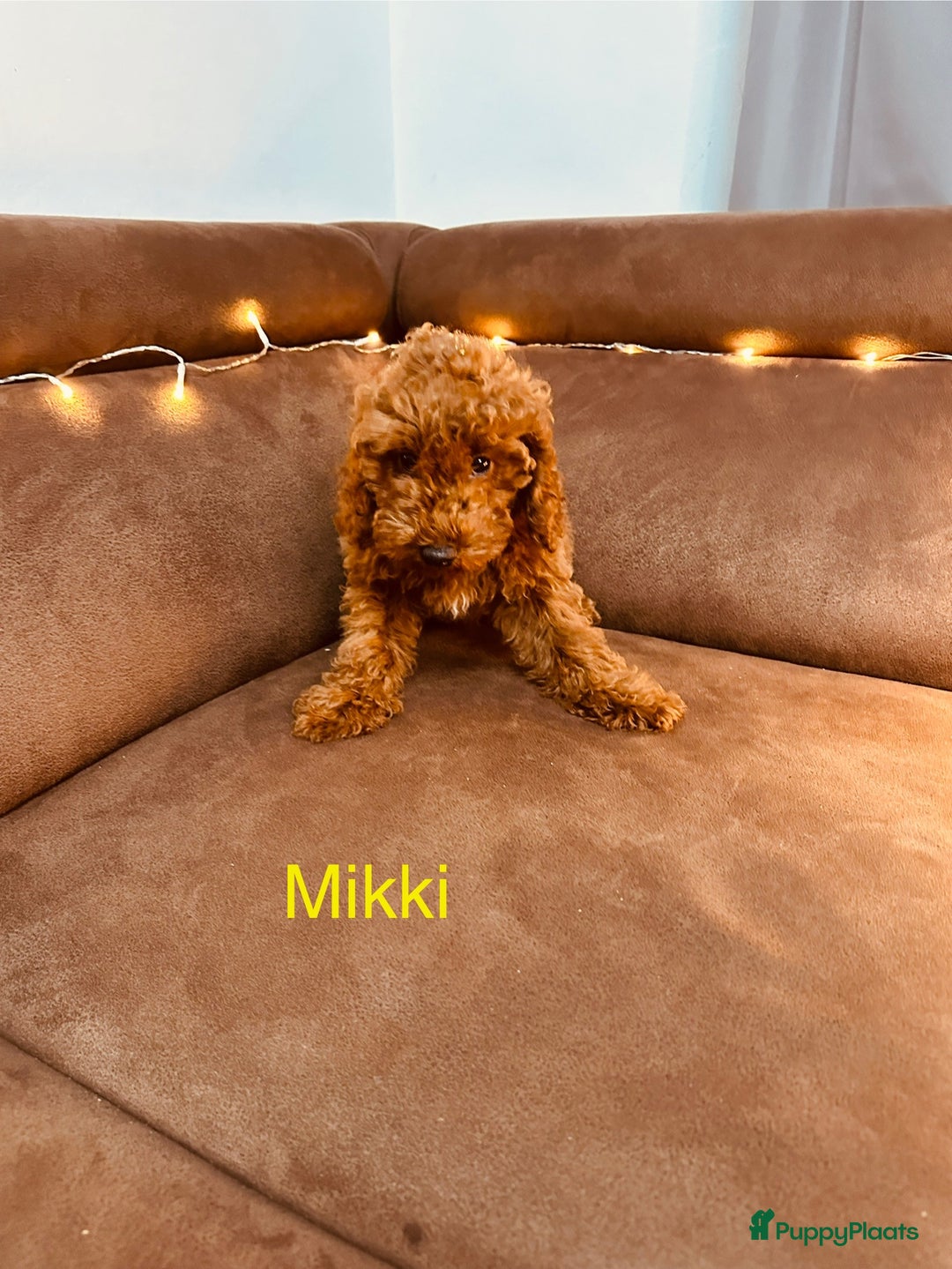 Poedel Toy honden te koop: Toy Poedel puppy’s - Advertentie 7