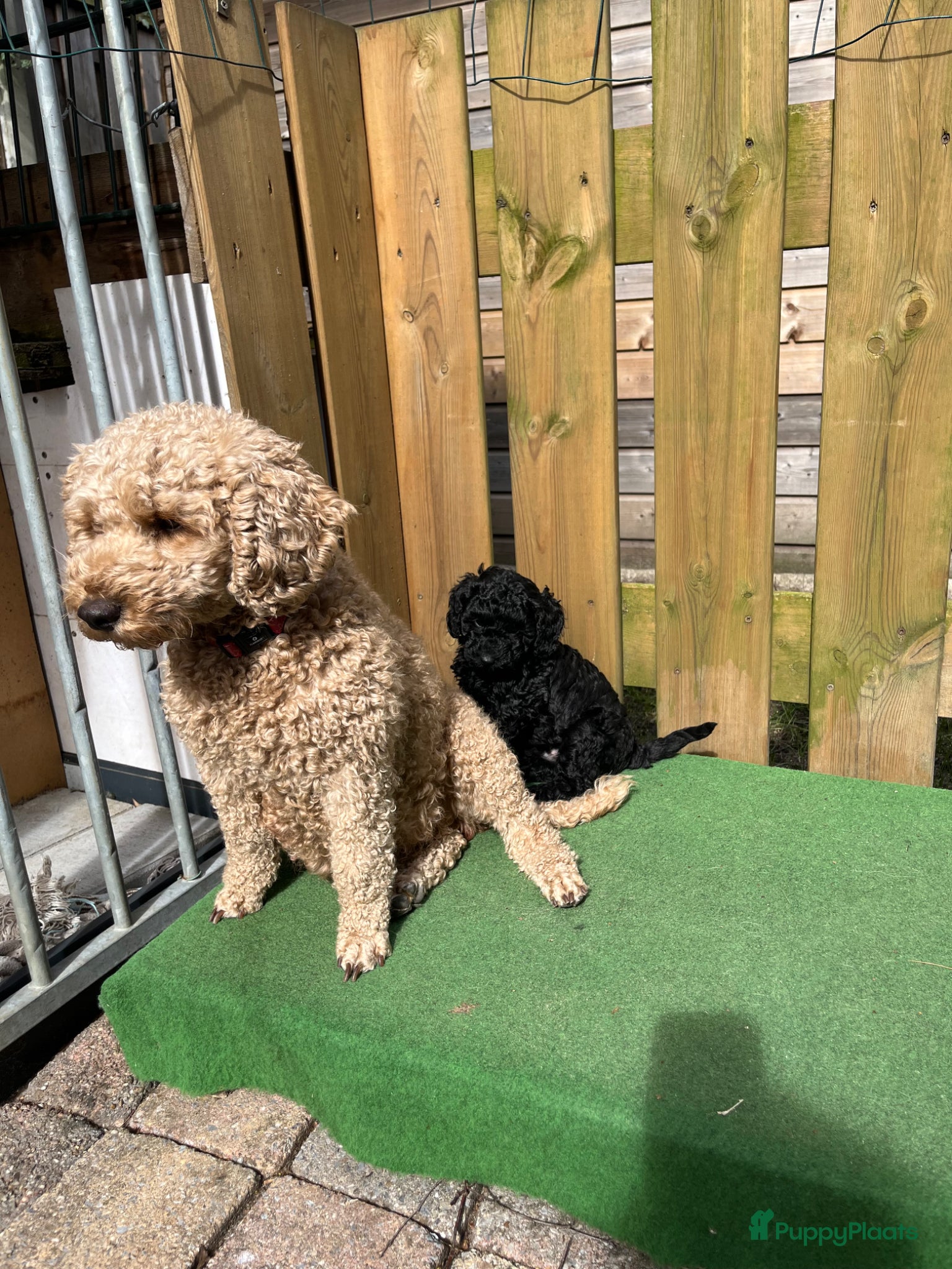 Maltipoo honden Maltipoo  - Advertentie 1