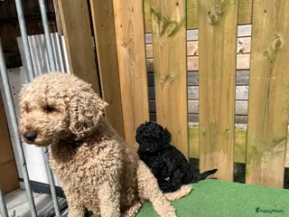 Maltipoo honden Maltipoo - Advertentie 1