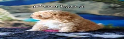 Kruising honden te koop: Bischpoo/Poochon pups te koop  - Advertentie 21