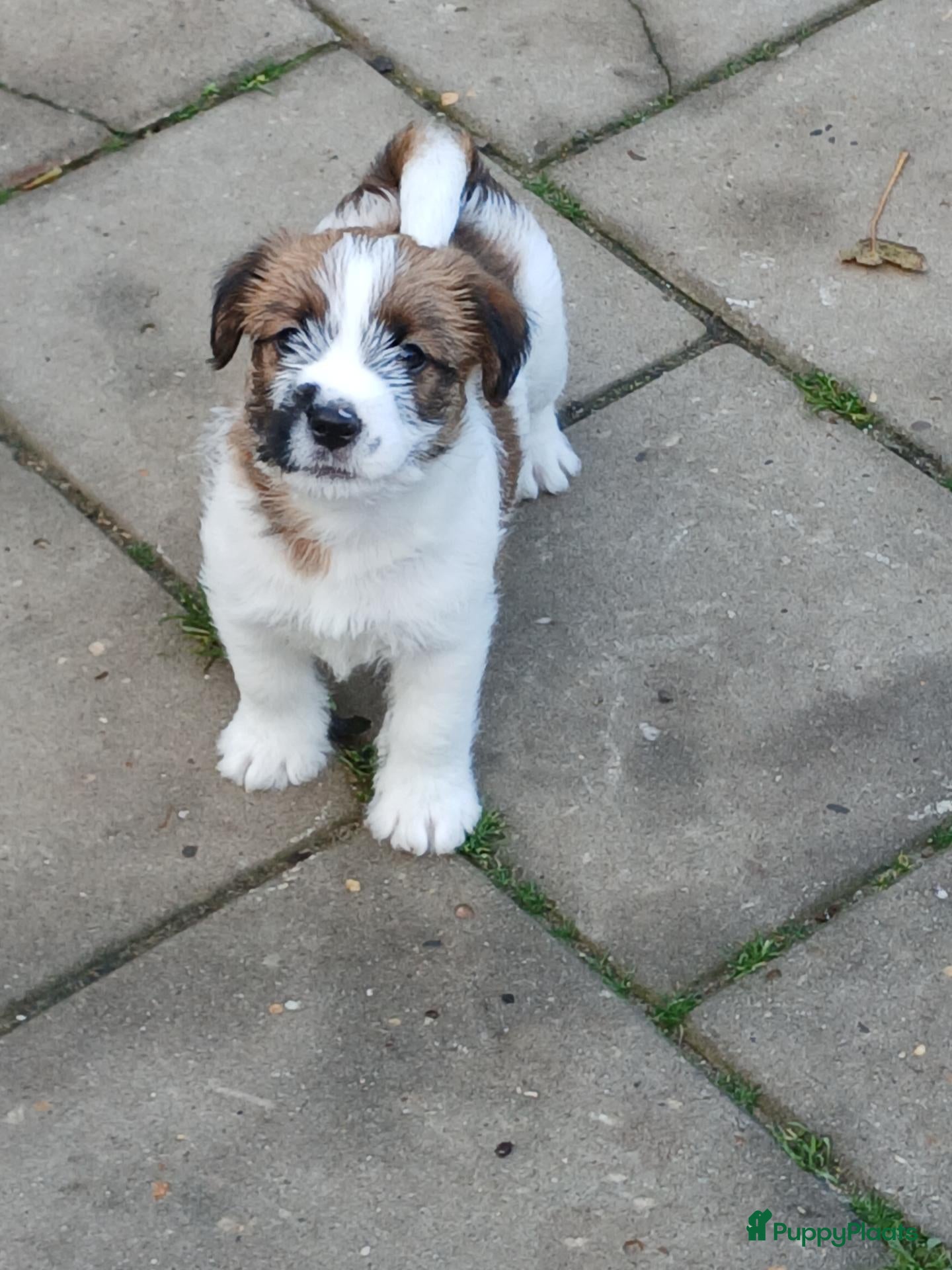 Jack Russel Terriër honden te koop: Ruwharige Jack Russell meisjes - Advertentie 1