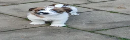 Jack Russel Terriër honden te koop: Ruwharige Jack Russell meisjes in Fijnaart - Advertentie 1