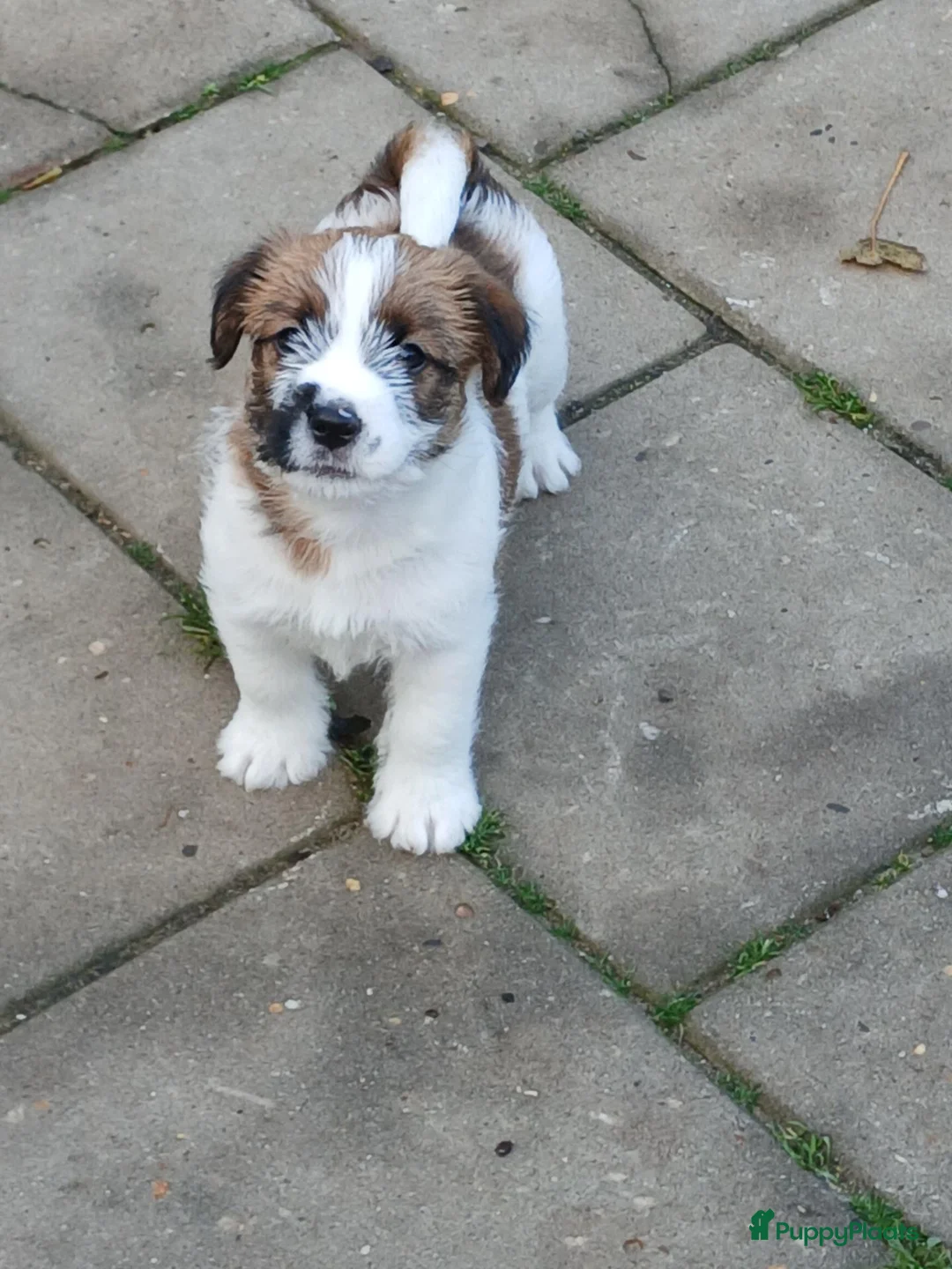 Jack Russel Terriër honden te koop: Ruwharige Jack Russell meisjes in Fijnaart - Advertentie 1