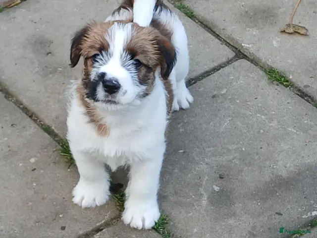 Jack Russel Terriër honden te koop: Ruwharige Jack Russell meisjes - Advertentie 1