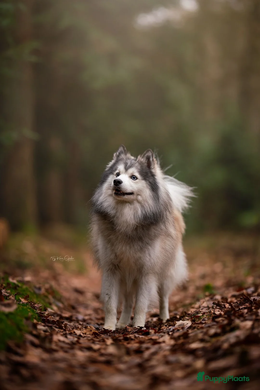 Pomsky honden ter dekking: F1 Dekreu Pomsky  - Advertentie 2