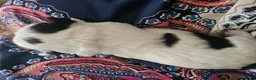 Malshi honden te koop: Boomertjes (malchi) - Advertentie 16