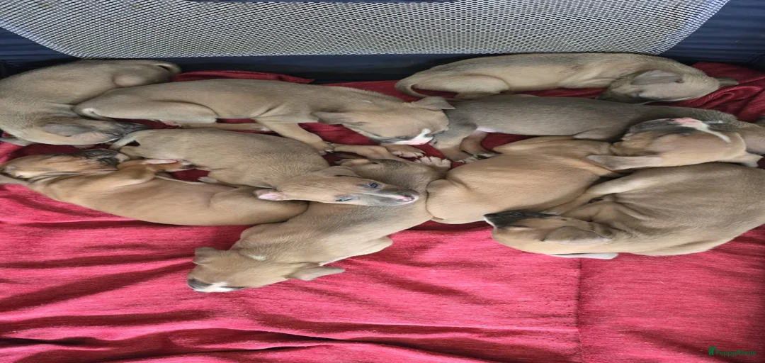 Galerij afbeelding {{count}}