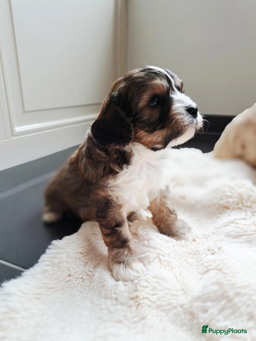 Cavapoo honden te koop: Mooie Cavapoo pupjes 🥰 in Bergeijk - Advertentie 2