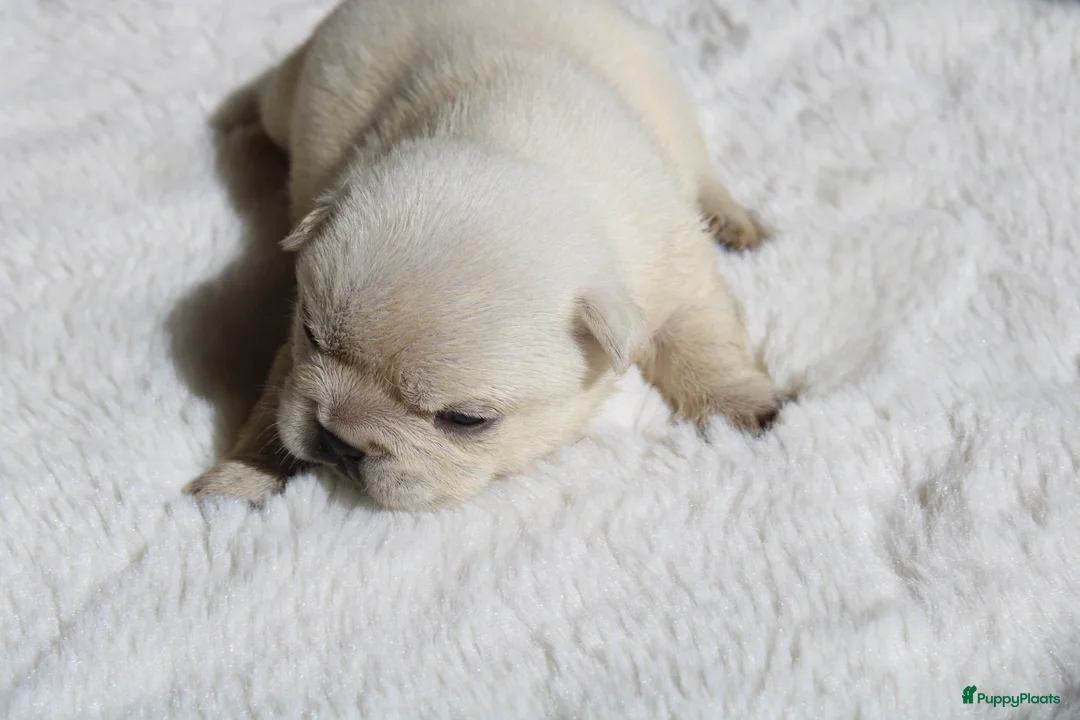 Franse Bulldog honden te koop: Franse Bulldog pups België  - Advertentie 22