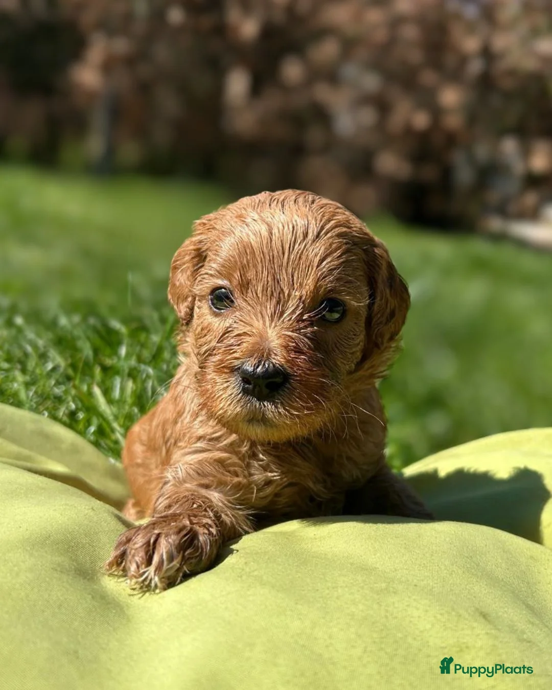 Kruising honden te koop: Bruine Labradoodle x Australian Doodle Pups  - Advertentie 2