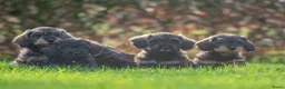 Kruising honden te koop: prachtige kruising teckel pups - Advertentie 4