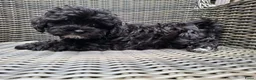 Kruising honden te koop: Nog 2 prachtige maltipoo/boompoo teefjes  - Advertentie 5
