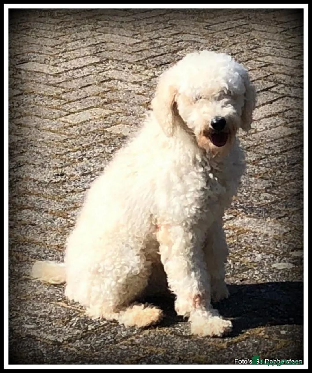 Kruising honden te koop: Pomeriaan x Boomer kruising pups - Advertentie 10