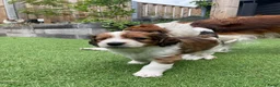 Kooikerhondje honden te koop: Kooiker pups Kooikerhondje  - Advertentie 18