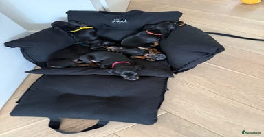Teckel (korthaar)  honden in Halsteren - Advertentie 5