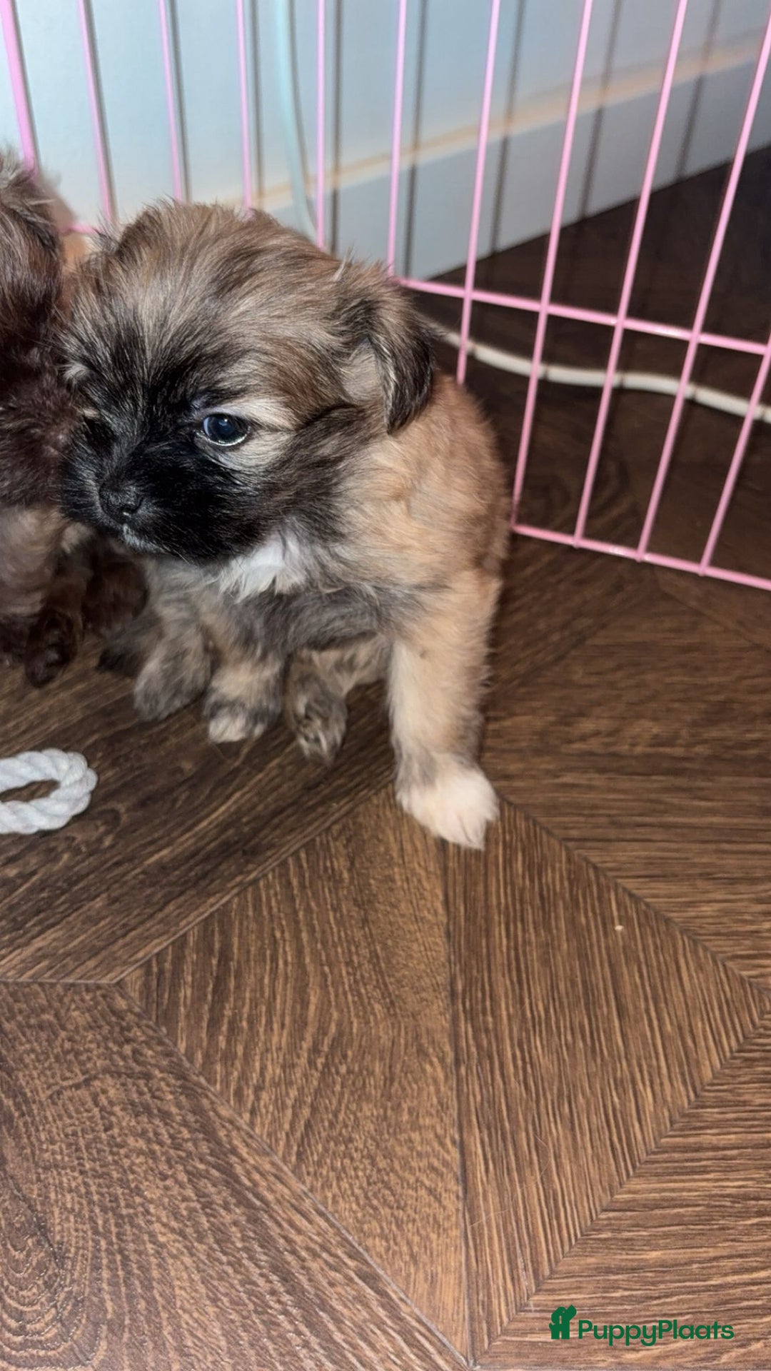 Kruising honden te koop: Lieve pups zoeken een liefdevol thuis - Advertentie 11