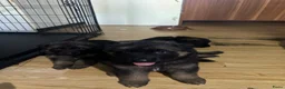 Duitse Herder honden te koop: Duitse herder puppy’s - Advertentie 8