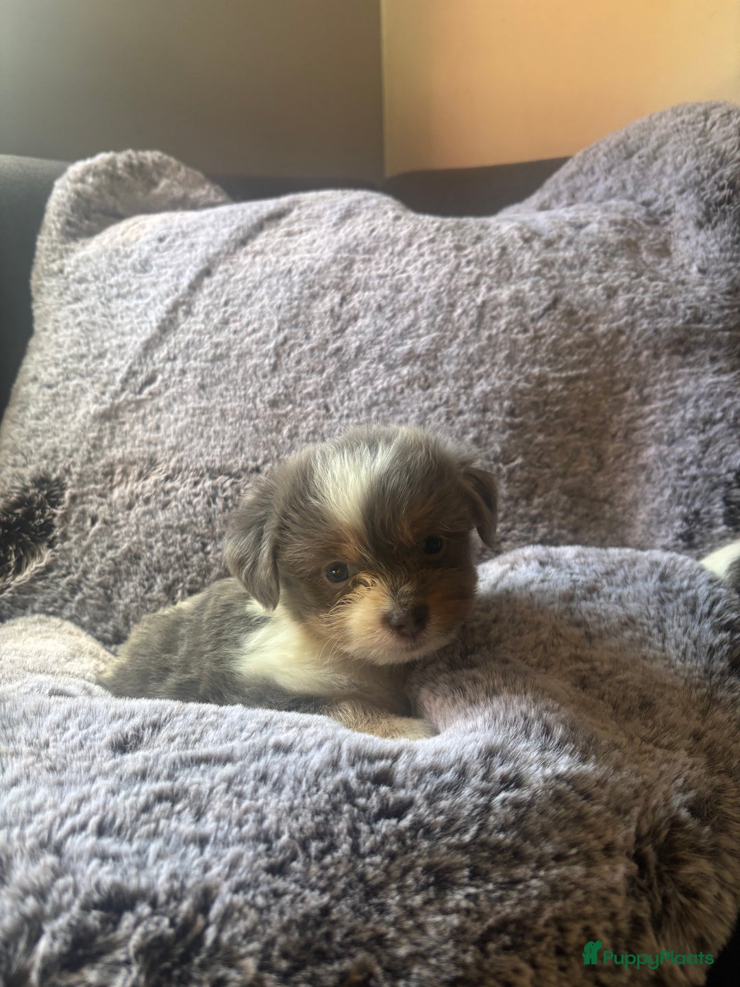 Boomer honden te koop: Super mooie klein blijvende boomer pups - Afbeelding 5