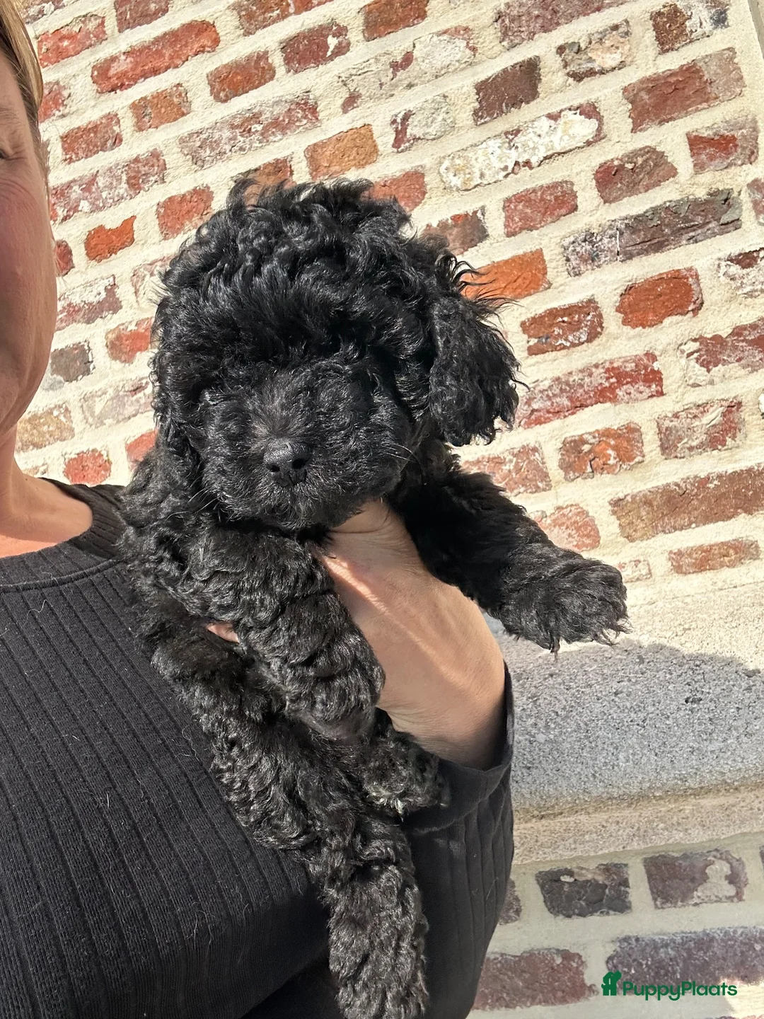 Poedel Toy honden te koop: Toy poedel teefjes - Advertentie 11