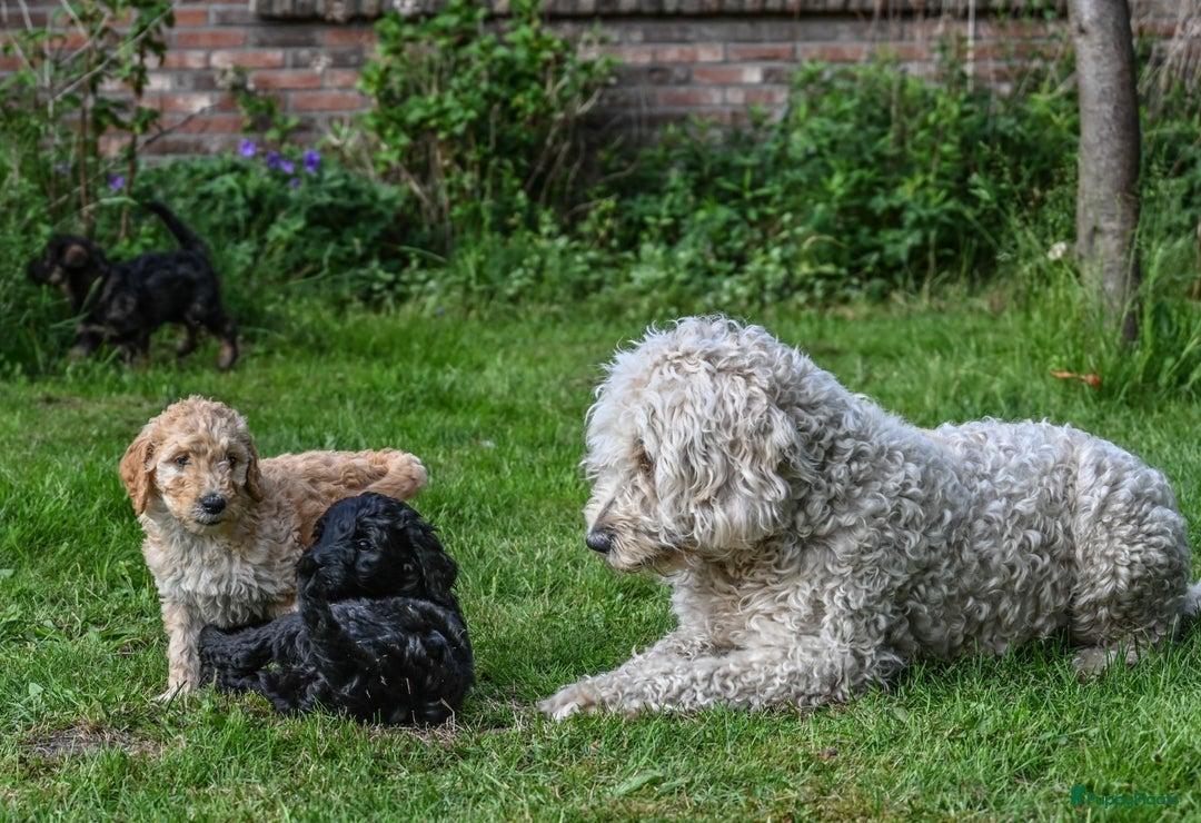 Labradoodle honden te koop: Labradoodle F4 pups te koop! 🐶 in Balkbrug - Afbeelding 1