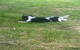 Cavalier King Charles Spaniel honden te koop: Cavalier King Charles Spaniel in Makkinga - Afbeelding 24