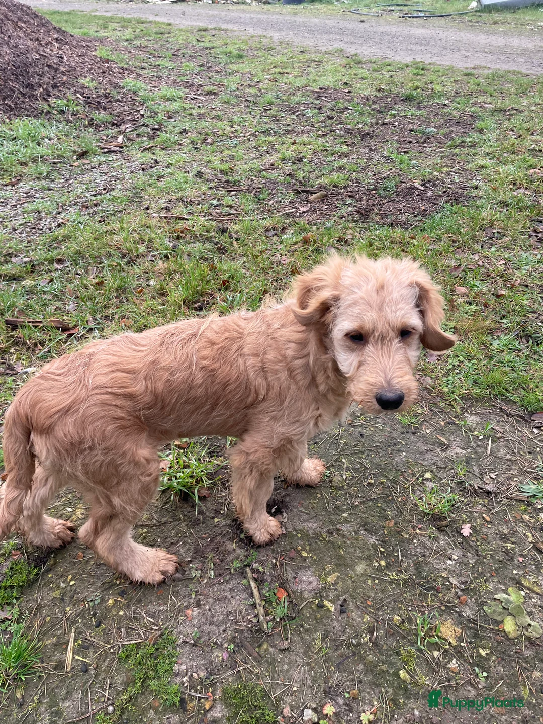 Kruising honden te koop: Mooi goldendoodle reutje! - Advertentie 5