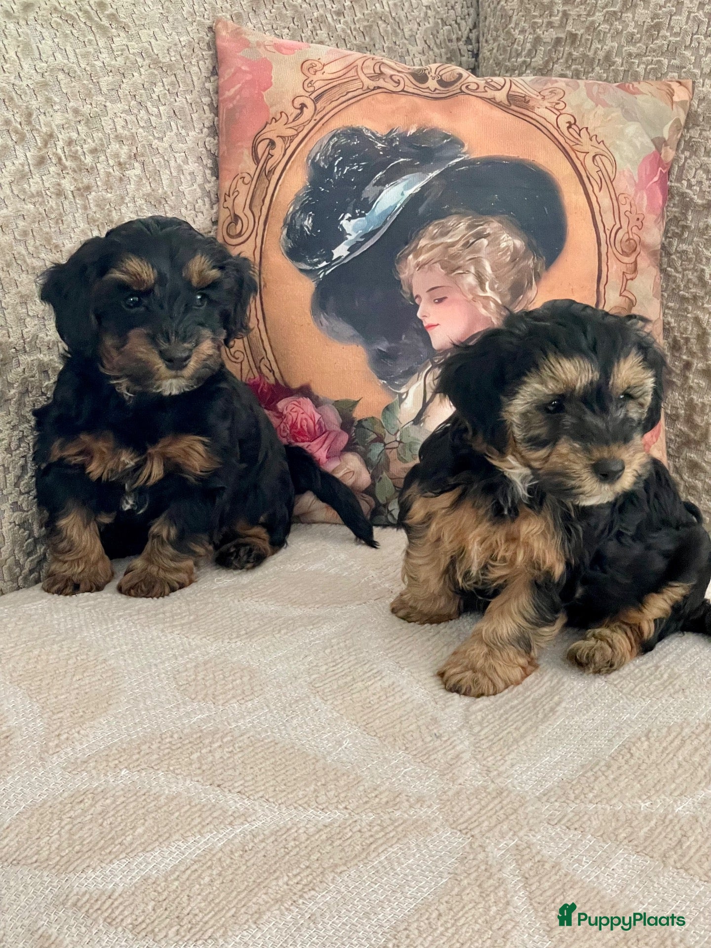 Kruising honden te koop: Maltipoo black & tan  een zwart met witte bles - Advertentie 1