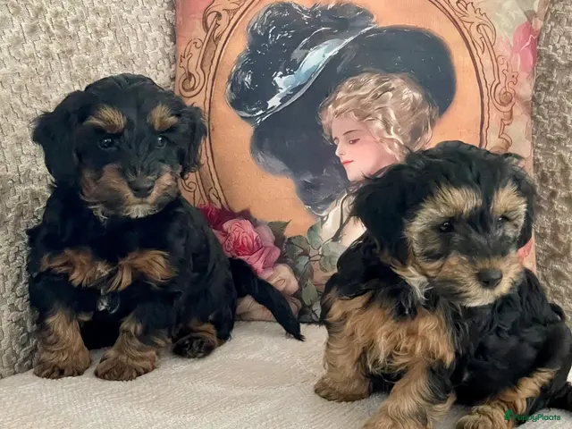 Kruising honden te koop: Maltipoo black & tan een zwart met witte bles - Advertentie 7