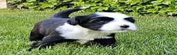 Tibetaanse Terriër honden te koop: Prachtig Tibetaanse Terriër reutje - Advertentie 6