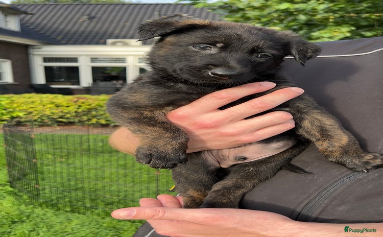 Hollandse Herder honden - Advertentie 2