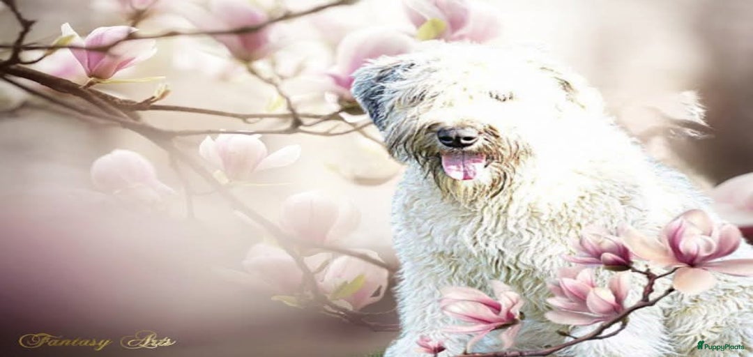 Galerij afbeelding {{count}}