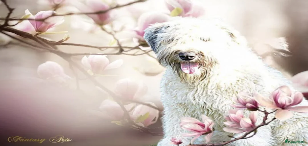 Galerij afbeelding {{count}}