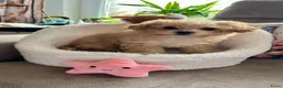 Maltipoo honden te koop: Maltipoopup - Advertentie 2