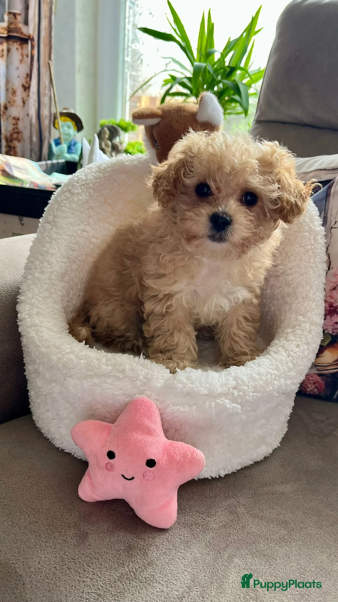 Maltipoo honden te koop: Maltipoopup - Advertentie 2