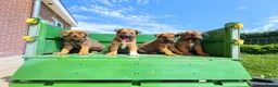 Kruising honden te koop: Uniek relaxed Border Collie x Mechelse Herder pups - Advertentie 3