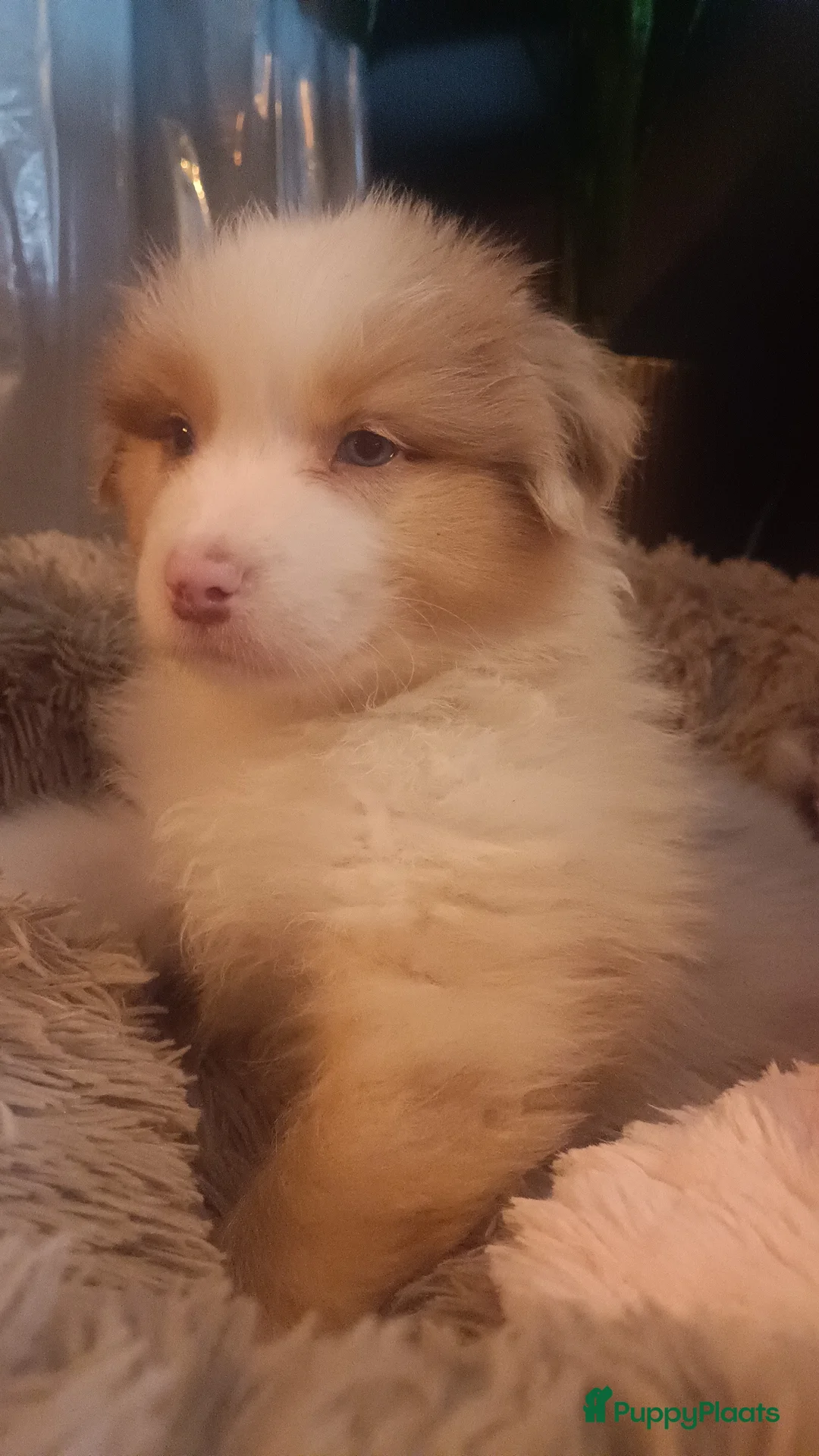 Australian Shepherd honden te koop: Geweldige Australian Shepherd pups  - Advertentie 2